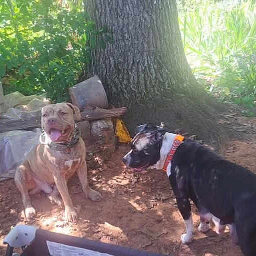 Gotti joined the competition — help win amazing prizes! dog, outdoor, tree, sunlight, grass, dirt, collar, pet, canine, nature, garden, happy, animal, playful, shade, yard, two_dogs, summer, daytime, relaxing