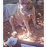 Gotti is registered to the contest to win money with this photo: dog, canine, pet, sitting, tongue_out, happy, collar, short_hair, muscular, outdoor, backyard, trees, rocks, dirt, sunlight, portrait, smartphone_screen, website, contest, vote_button