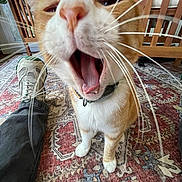 Steve joined the competition — help win amazing prizes! cat, orange_cat, white_cat, yawning, whiskers, close_up, wide_angle, rug, patterned_rug, sneaker, footwear, person, indoor, wooden_furniture, floor, home, pet, animal, paw, collar