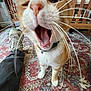 cat, orange_cat, white_cat, yawning, whiskers, close_up, wide_angle, rug, patterned_rug, sneaker, footwear, person, indoor, wooden_furniture, floor, home, pet, animal, paw, collar