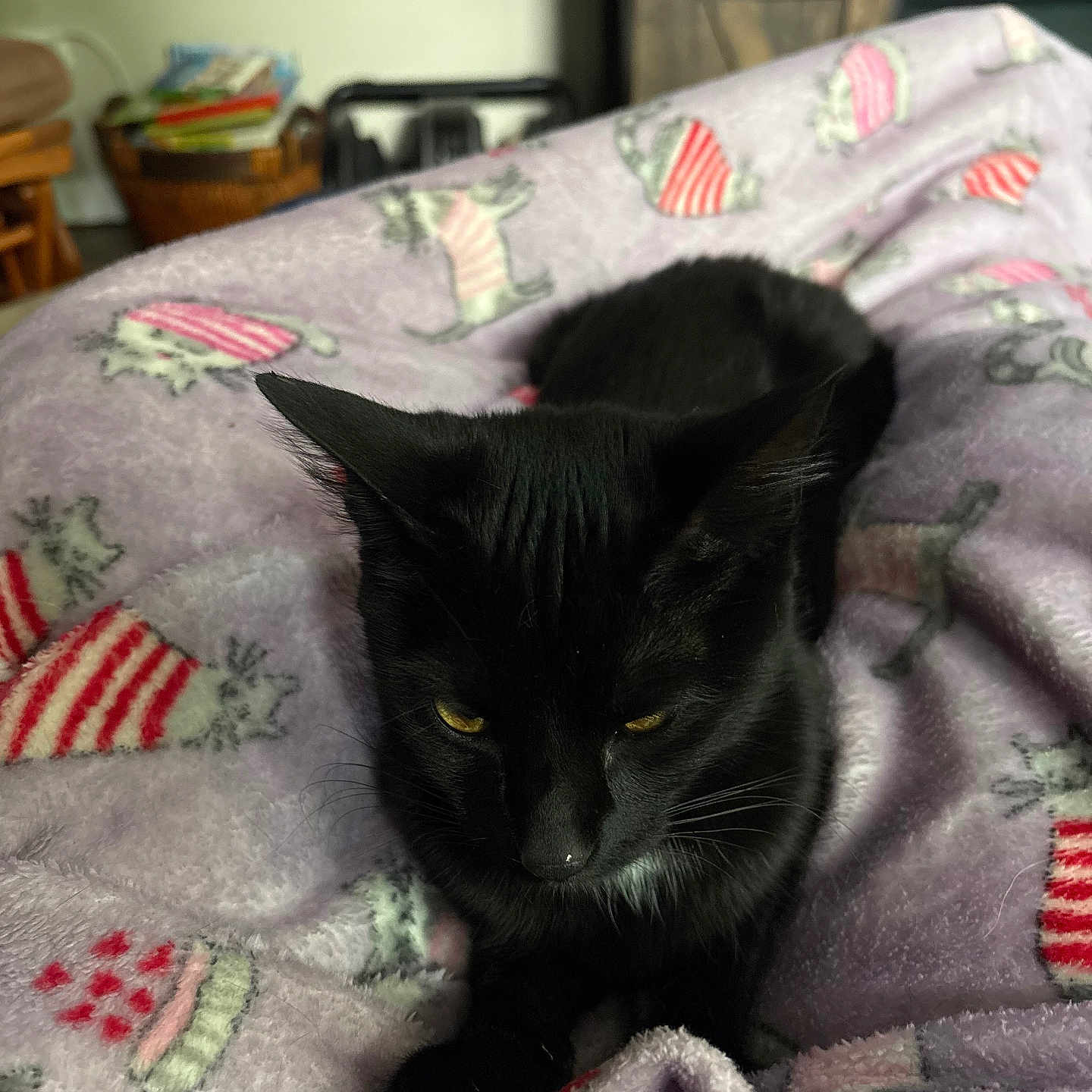 Wonda joined the competition — help win amazing prizes! animal, black_cat, blanket, cat, cozy, cute, domestic_cat, ears, feline, fur, home, indoor, patterned_blanket, pet, purple_blanket, relaxed, resting, soft_texture, whiskers, yellow_eyes