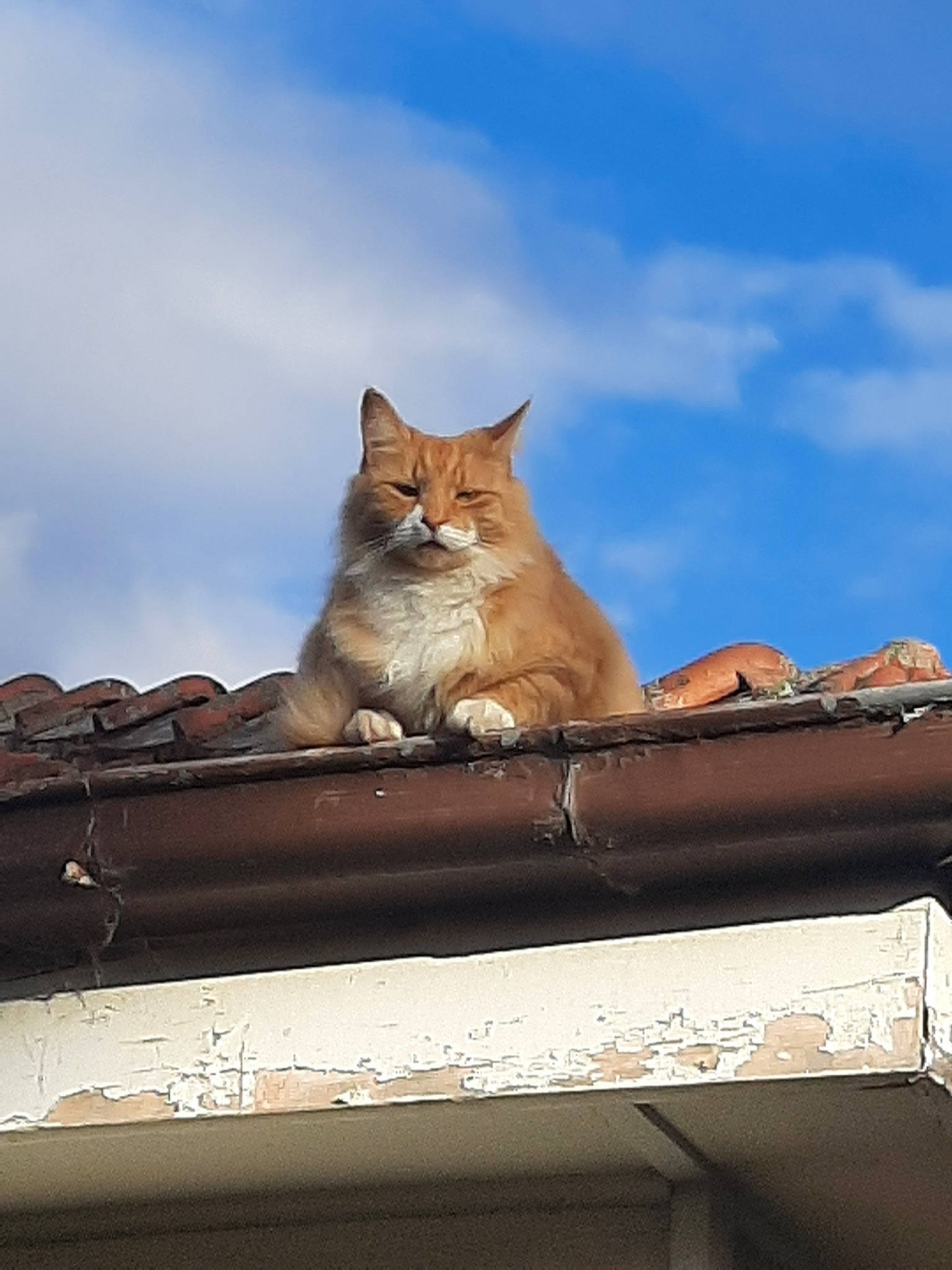Garfield is registered to the contest to win money with this photo: aegean_cat, carnivore, cat, domestic_short_haired_cat, fawn, felidae, maine_coon, roof, sky, small_to_medium_sized_cats, somali, whiskers, wildlife