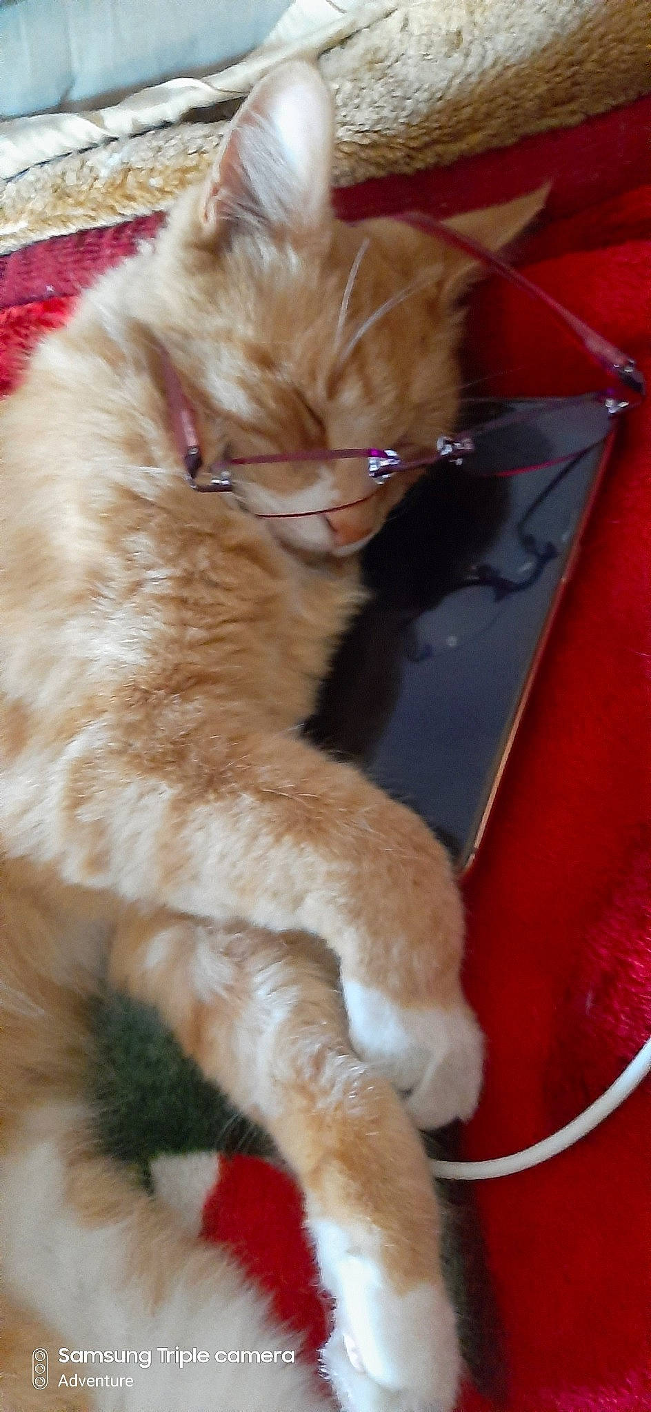 Garfield joined the competition — help win amazing prizes! carnivore, cat, claw, ear, fawn, felidae, fur, kitten, paw, persian, small_to_medium_sized_cats, snout, tail, whiskers