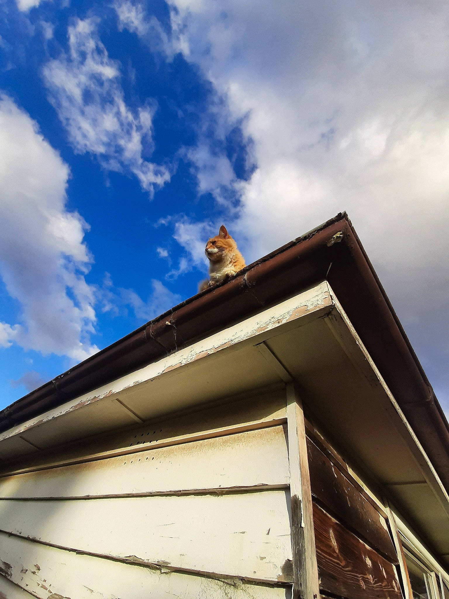 Garfield joined the competition — help win amazing prizes! architecture, blue, building, cloud, cumulus, home, house, meteorological_phenomenon, roof, shed, siding, sky