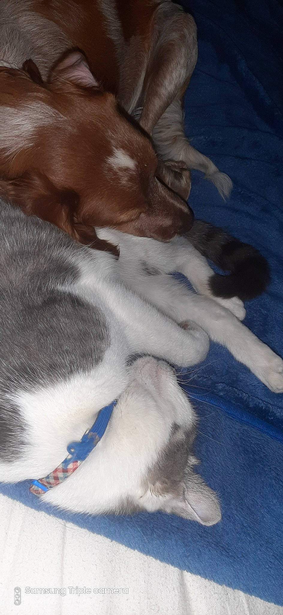 Levi joined the competition — help win amazing prizes! canidae, carnivore, cat, dog, dog_breed, fawn, fur, paw, puppy, sporting_group, tail