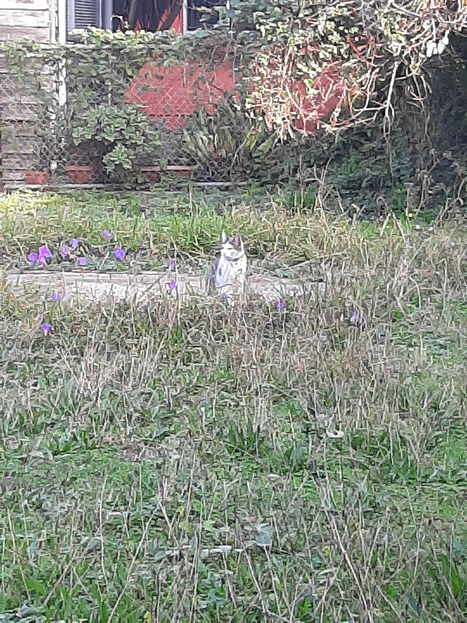 Levi is registered to the contest to win money with this photo: flower, garden, grass, grass_family, grassland, groundcover, land_lot, lawn, meadow, perennial_plant, plant, prairie, shrub, spring, wildflower, yard