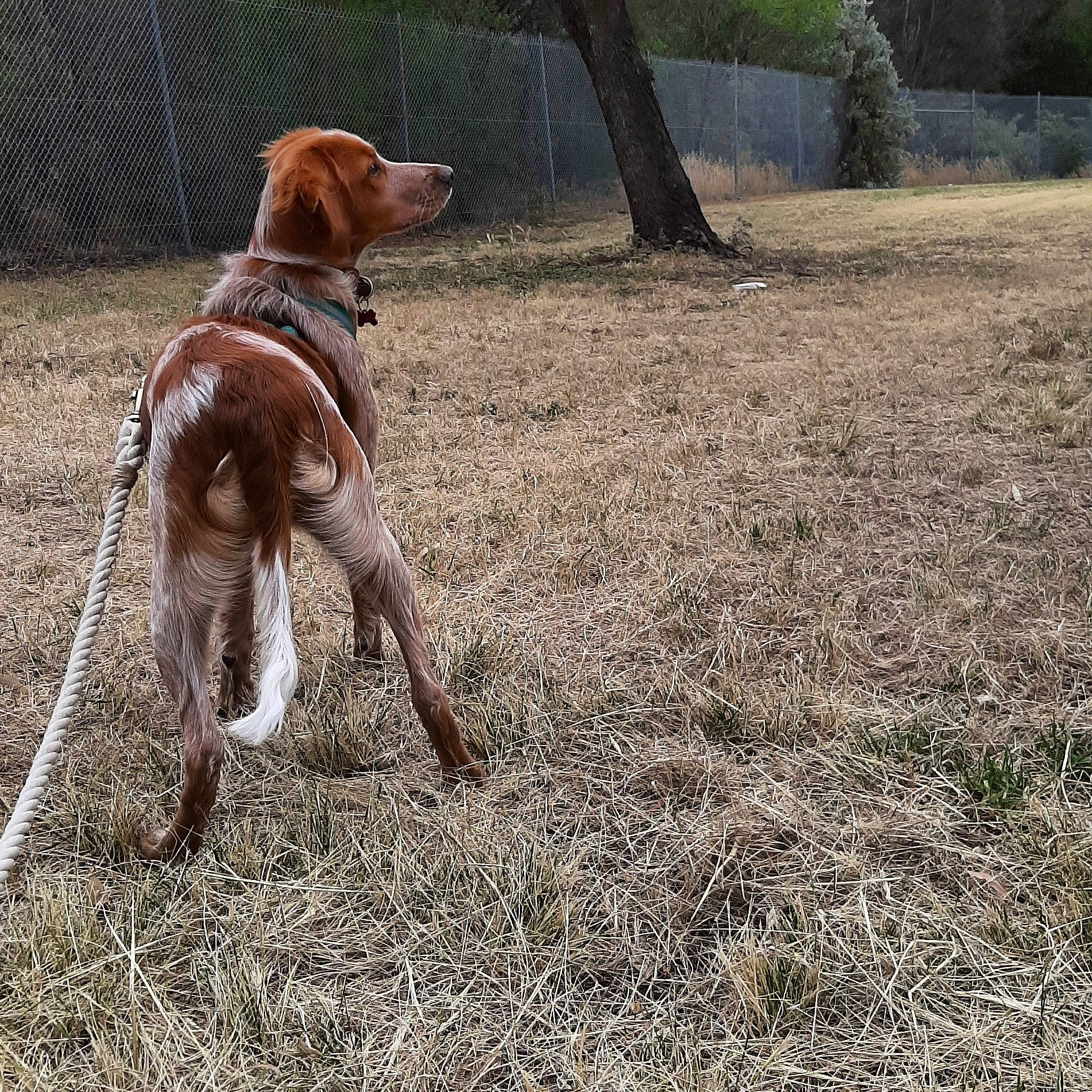 Nora joined the competition — help win amazing prizes! bracco_italiano, brittany, canidae, carnivore, coonhound, dog, dog_breed, english_coonhound, field_trial, hunting_dog, liver, mammal, pointer, pointing_breed, sporting_group, treeing_walker_coonhound, vertebrate