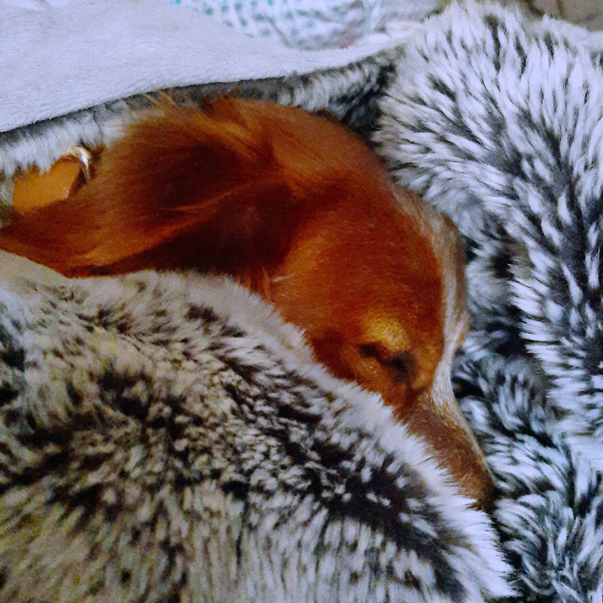 Nora joined the competition — help win amazing prizes! canidae, carnivore, dog_breed, fawn, fox, fur, red_fox, snout, sporting_group, tail, wildlife