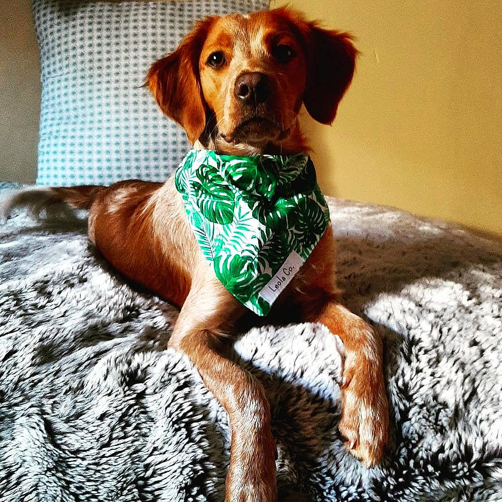 Nora joined the competition — help win amazing prizes! canidae, carnivore, companion_dog, dog, dog_breed, english_coonhound, fur, hunting_dog, liver, mammal, pointer, pointing_breed, puppy, sporting_group, vertebrate, vizsla