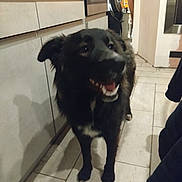 Rosy a rejoint le concours — aidez-le/la à gagner de superbes lots ! animal, appliance, black_dog, cabinet, container, countertop, dog, floor_tiles, fur, guitar, happy, home, indoor, kitchen, light, mouth_open, pet, pot, shadow, standing