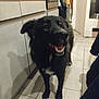 animal, appliance, black_dog, cabinet, container, countertop, dog, floor_tiles, fur, guitar, happy, home, indoor, kitchen, light, mouth_open, pet, pot, shadow, standing