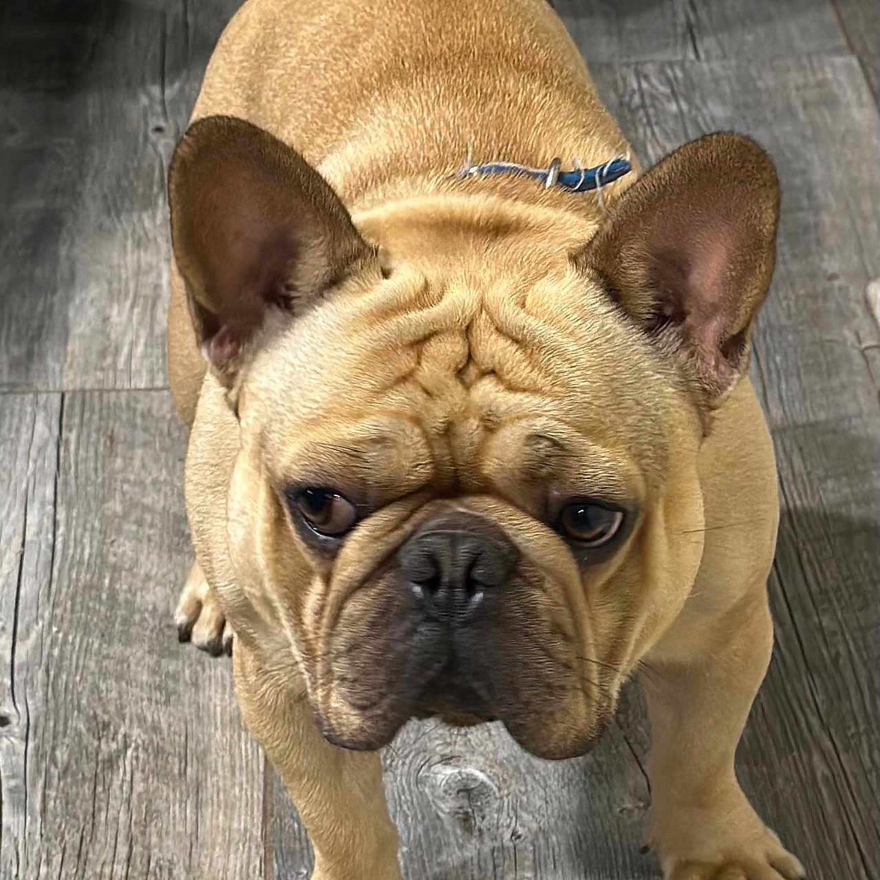 Jojo