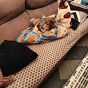 Urane a rejoint le concours — aidez-le/la à gagner de superbes lots ! dog, cat, couch, blanket, animal_print, pet, indoor, cozy, brown, white, furniture, pattern, pillow, resting, small_dog, tabby_cat, relaxing, home, companion, cute