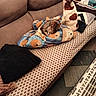 dog, cat, couch, blanket, animal_print, pet, indoor, cozy, brown, white, furniture, pattern, pillow, resting, small_dog, tabby_cat, relaxing, home, companion, cute