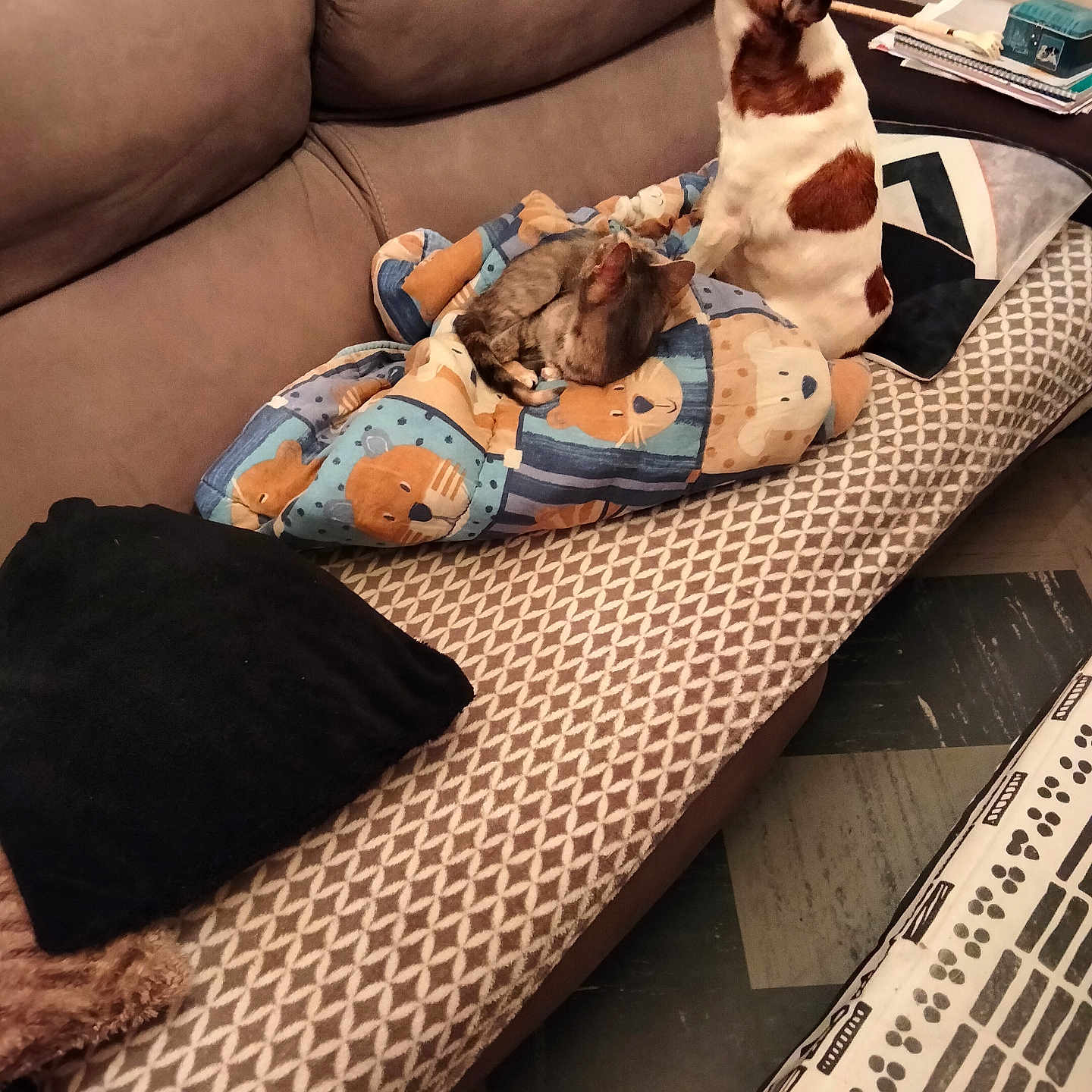 Urane a rejoint le concours — aidez-le/la à gagner de superbes lots ! dog, cat, couch, blanket, animal_print, pet, indoor, cozy, brown, white, furniture, pattern, pillow, resting, small_dog, tabby_cat, relaxing, home, companion, cute