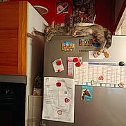 Kira a rejoint le concours — aidez-le/la à gagner de superbes lots ! cat, refrigerator, magnet, note, calendar, kitchen, indoor, relaxed, animal, pet, feline, sprawled, home, wall_art, wood, appliance, domestic, resting, cozy, decor