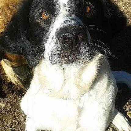 FILOU