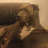 dog, lounge, couch, leather, pet, animal, brown, white, collar, relaxed, indoors, furniture, side_view, calm, companion, home, domestic, canine, seated, quiet