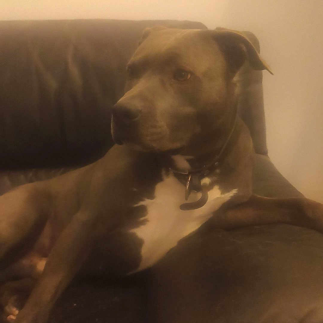 Baghera a rejoint le concours — aidez-le/la à gagner de superbes lots ! dog, lounge, couch, leather, pet, animal, brown, white, collar, relaxed, indoors, furniture, side_view, calm, companion, home, domestic, canine, seated, quiet