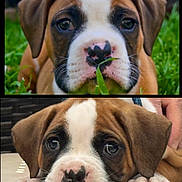 Cooper is registered to the contest to win money with this photo: puppy, dog, close_up, brown, white, grass, nose, ears, cute, pet, animal, outdoor, portrait, young, lying_down, paws, face, expression, adorable, background_blur