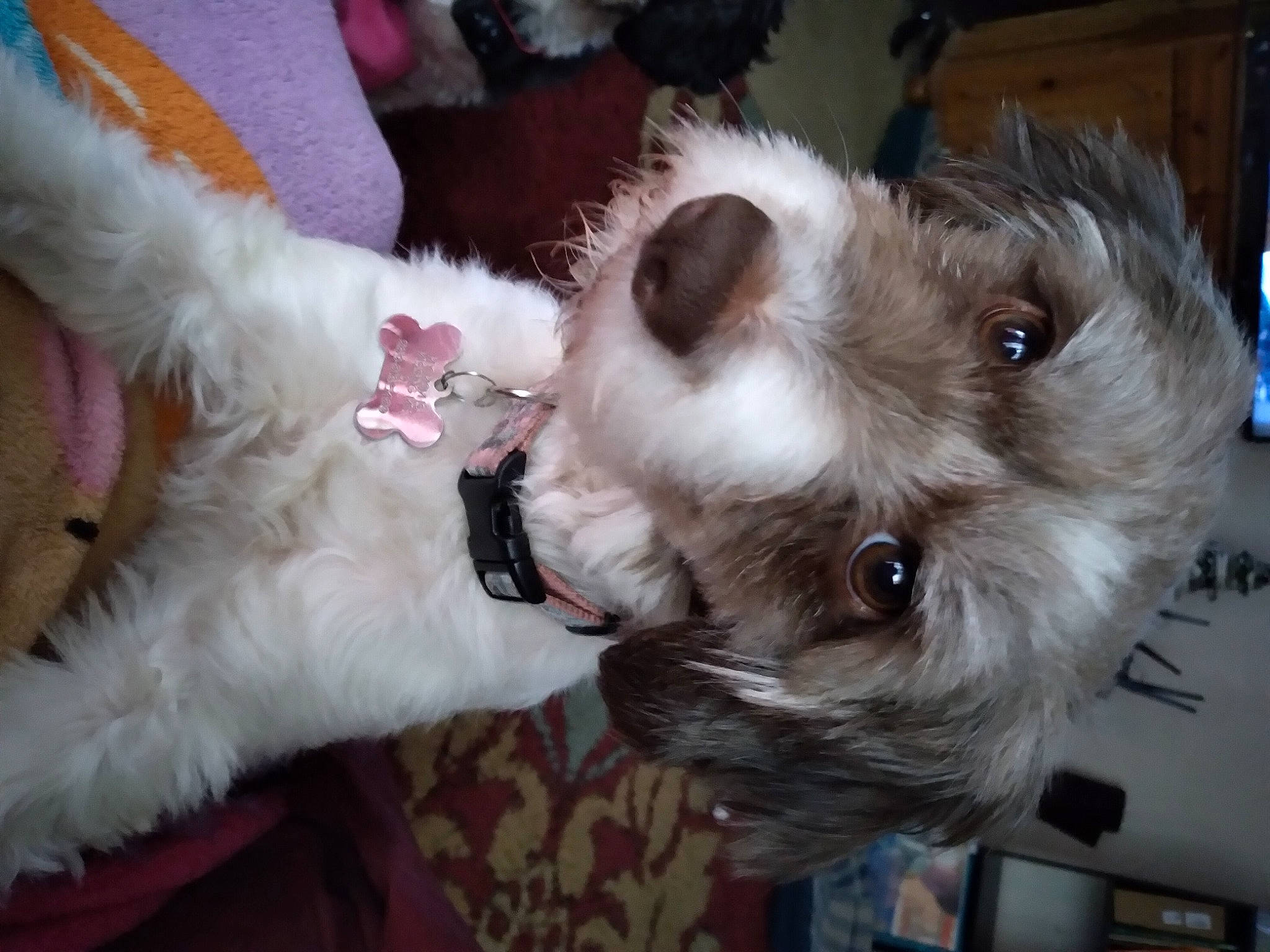 Qtee is registered to the contest to win money with this photo: canidae, carnivore, collar, companion_dog, dog, dog_breed, dog_collar, ear, fawn, fur, mammal, non_sporting_group, puppy_love, small_terrier, snout, sporting_group, terrier, toy_dog, working_animal