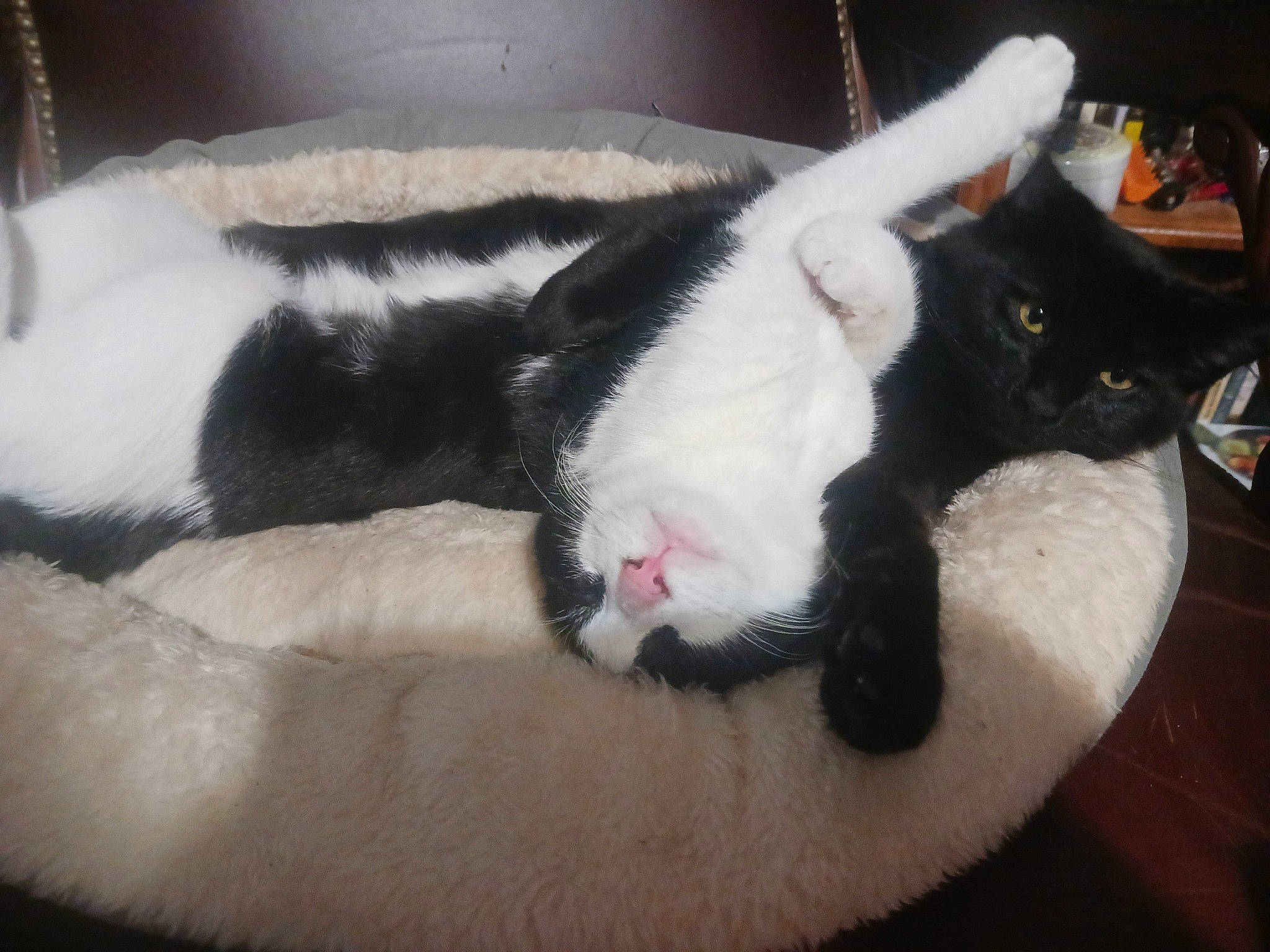 Loco joined the competition — help win amazing prizes! carmine, carnivore, cat, claw, comfort, dog_breed, domestic_short_haired_cat, felidae, foot, fur, human_leg, lap, nap, paw, sleep, small_to_medium_sized_cats, snout, tail, whiskers