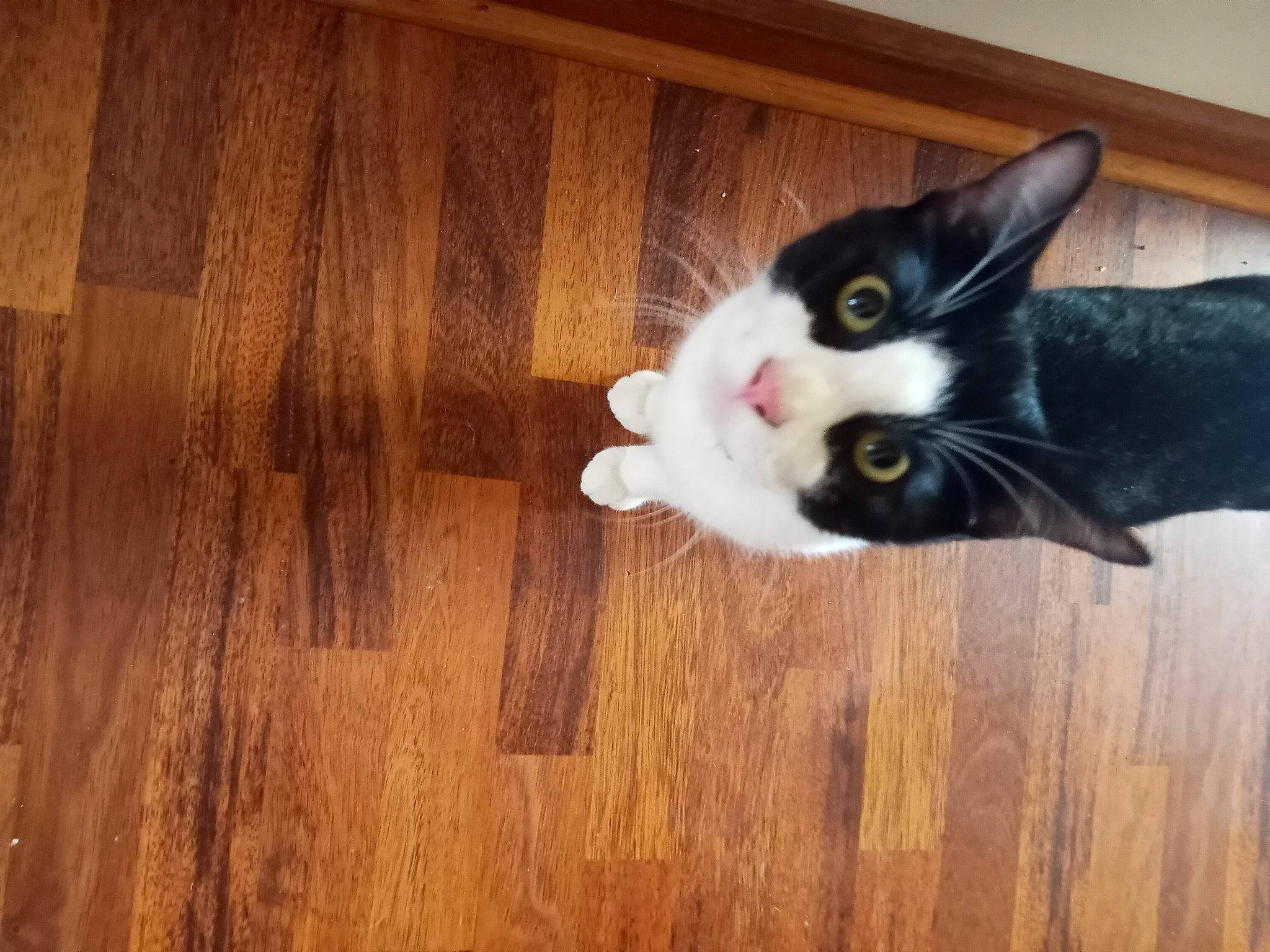 Loco joined the competition — help win amazing prizes! black_cat, carnivore, cat, comfort, domestic_short_haired_cat, felidae, floor, flooring, fur, hardwood, laminate_flooring, plank, small_to_medium_sized_cats, snout, tail, varnish, whiskers, wood, wood_flooring, wood_stain