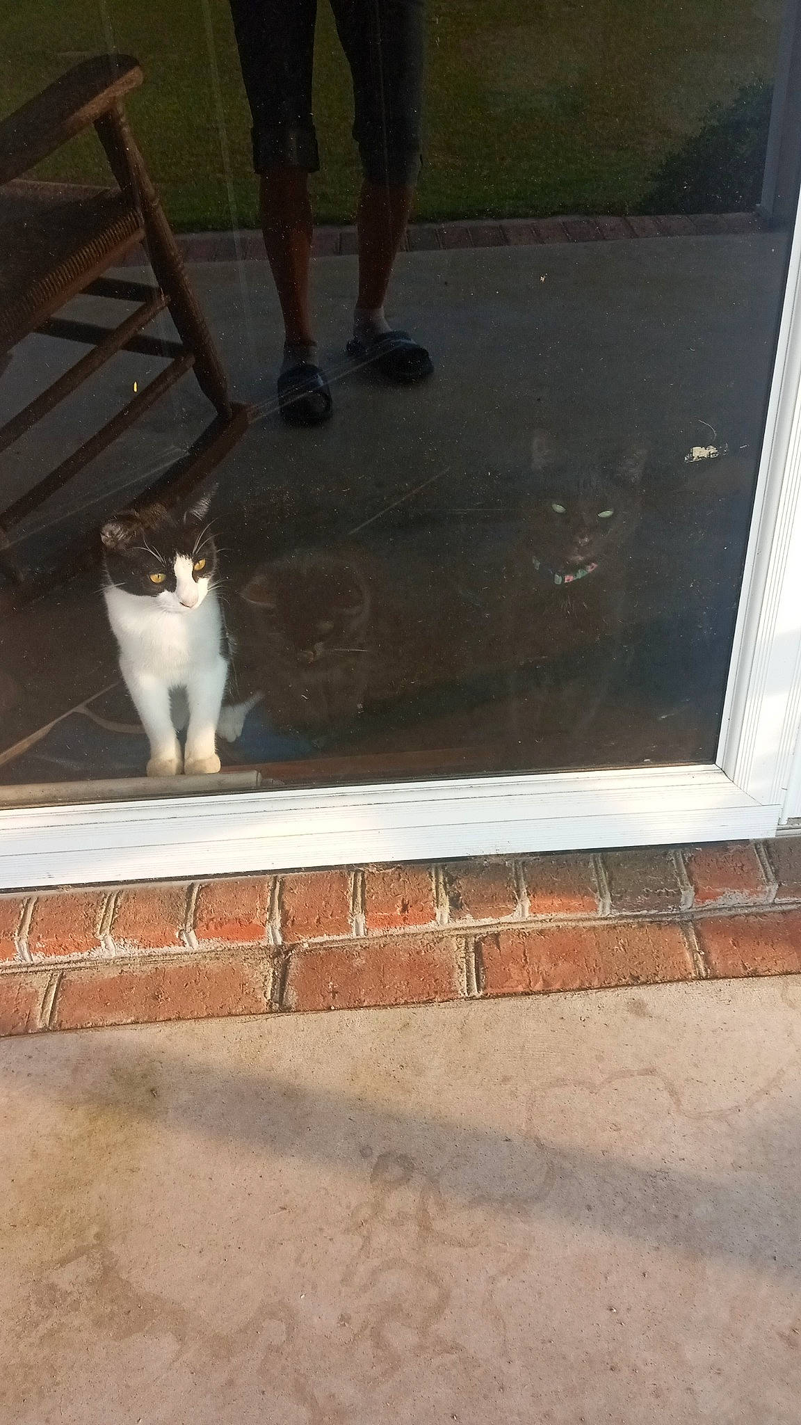 Tiny joined the competition — help win amazing prizes! asphalt, carnivore, cat, fawn, felidae, floor, flooring, grey, hardwood, human_leg, line, plant, road_surface, sidewalk, small_to_medium_sized_cats, tail, tints_and_shades, whiskers, window, wood