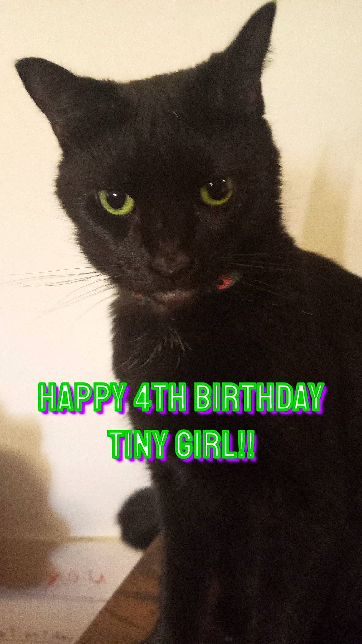 Tiny is registered to the contest to win money with this photo: black_cat, bombay, carnivore, cat, domestic_short_haired_cat, eye, felidae, fur, head, sleeve, small_to_medium_sized_cats, snout, tail, terrestrial_animal, whiskers