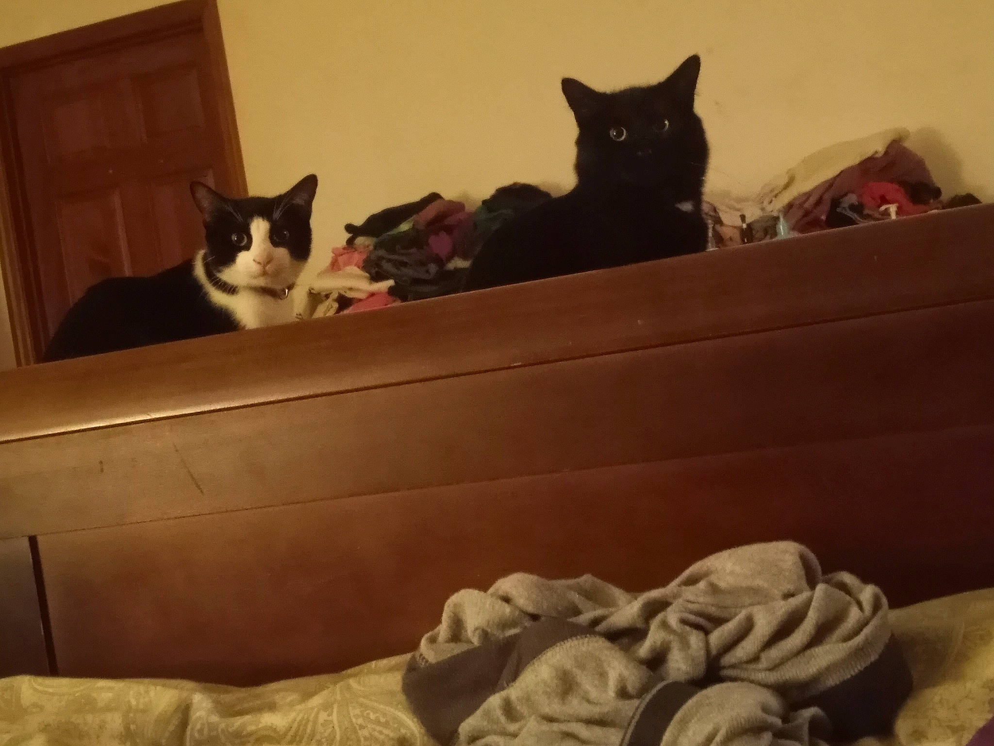 Juicy joined the competition — help win amazing prizes! black_cat, brown, carnivore, cat, comfort, couch, domestic_short_haired_cat, felidae, fur, grey, hardwood, linens, mammal, room, small_to_medium_sized_cats, tail, vertebrate, whiskers, window, wood