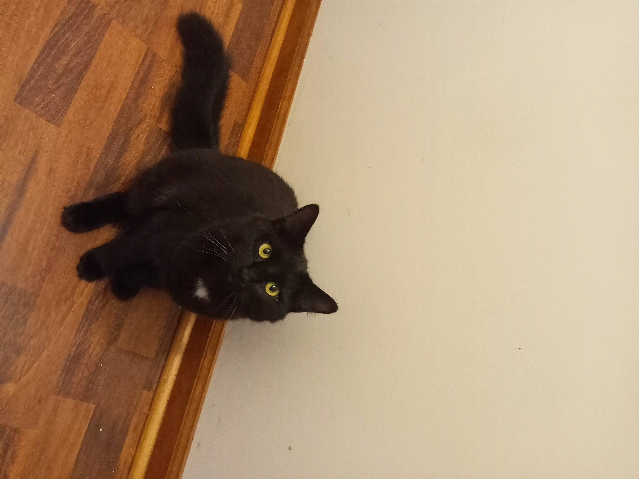 Juicy is registered to the contest to win money with this photo: black_cat, bombay, carnivore, cat, domestic_short_haired_cat, felidae, floor, flooring, fur, hardwood, laminate_flooring, plank, plywood, small_to_medium_sized_cats, tail, varnish, whiskers, wood, wood_flooring, wood_stain