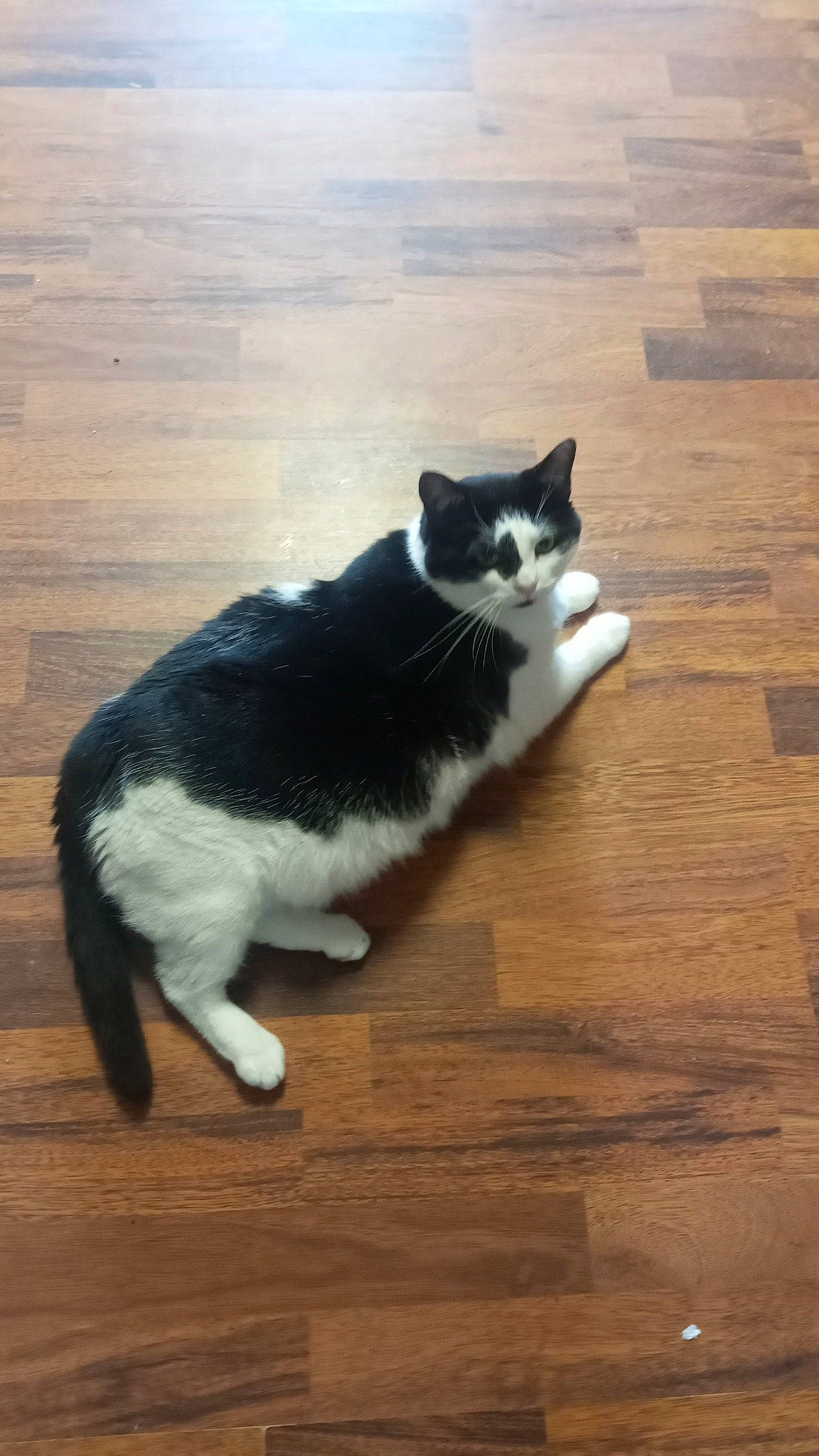 Cutie Pie joined the competition — help win amazing prizes! carnivore, cat, domestic_short_haired_cat, felidae, floor, flooring, foot, fur, hardwood, human_leg, laminate_flooring, paw, sitting, small_to_medium_sized_cats, snout, tail, whiskers, wood, wood_flooring, wood_stain