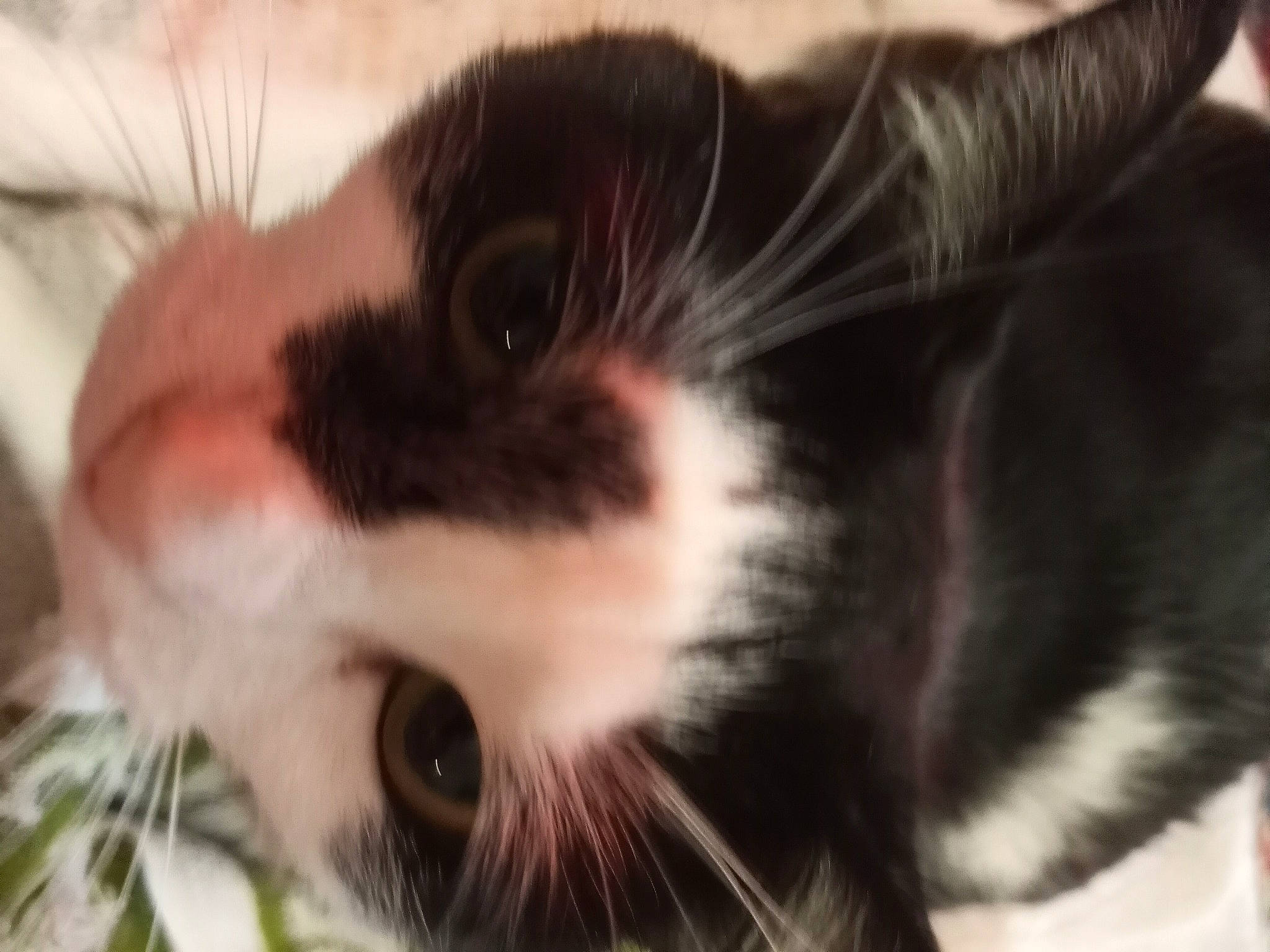 Cutie Pie joined the competition — help win amazing prizes! carnivore, cat, close_up, domestic_short_haired_cat, ear, eyelash, felidae, fur, iris, nose, paw, plant, small_to_medium_sized_cats, snout, tail, tree, whiskers