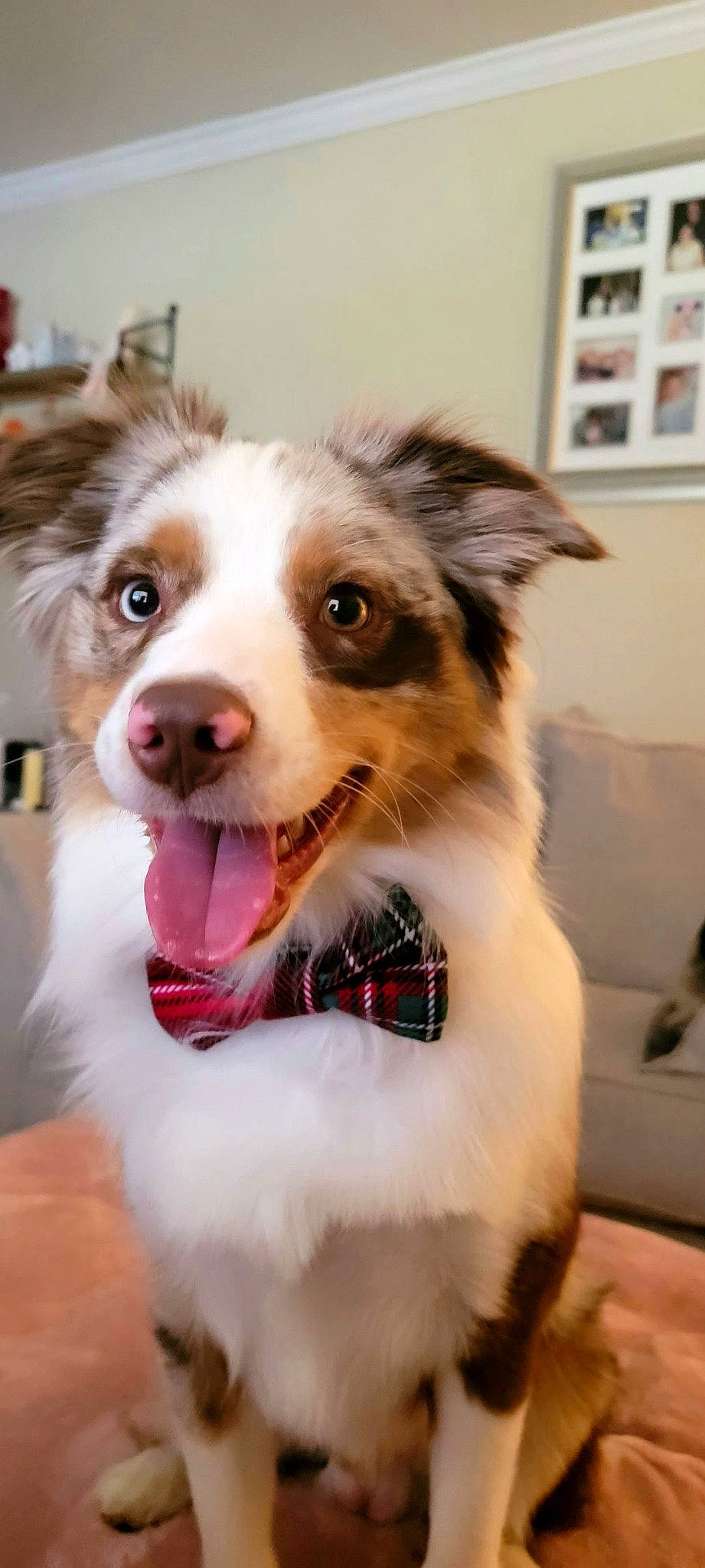 Milo joined the competition — help win amazing prizes! art, australian_collie, carnivore, collar, companion_dog, dog, dog_breed, fang, fur, happy, herding_dog, miniature_australian_shepherd, paw, scotch_collie, snout, sporting_group, whiskers, window, working_animal, working_dog