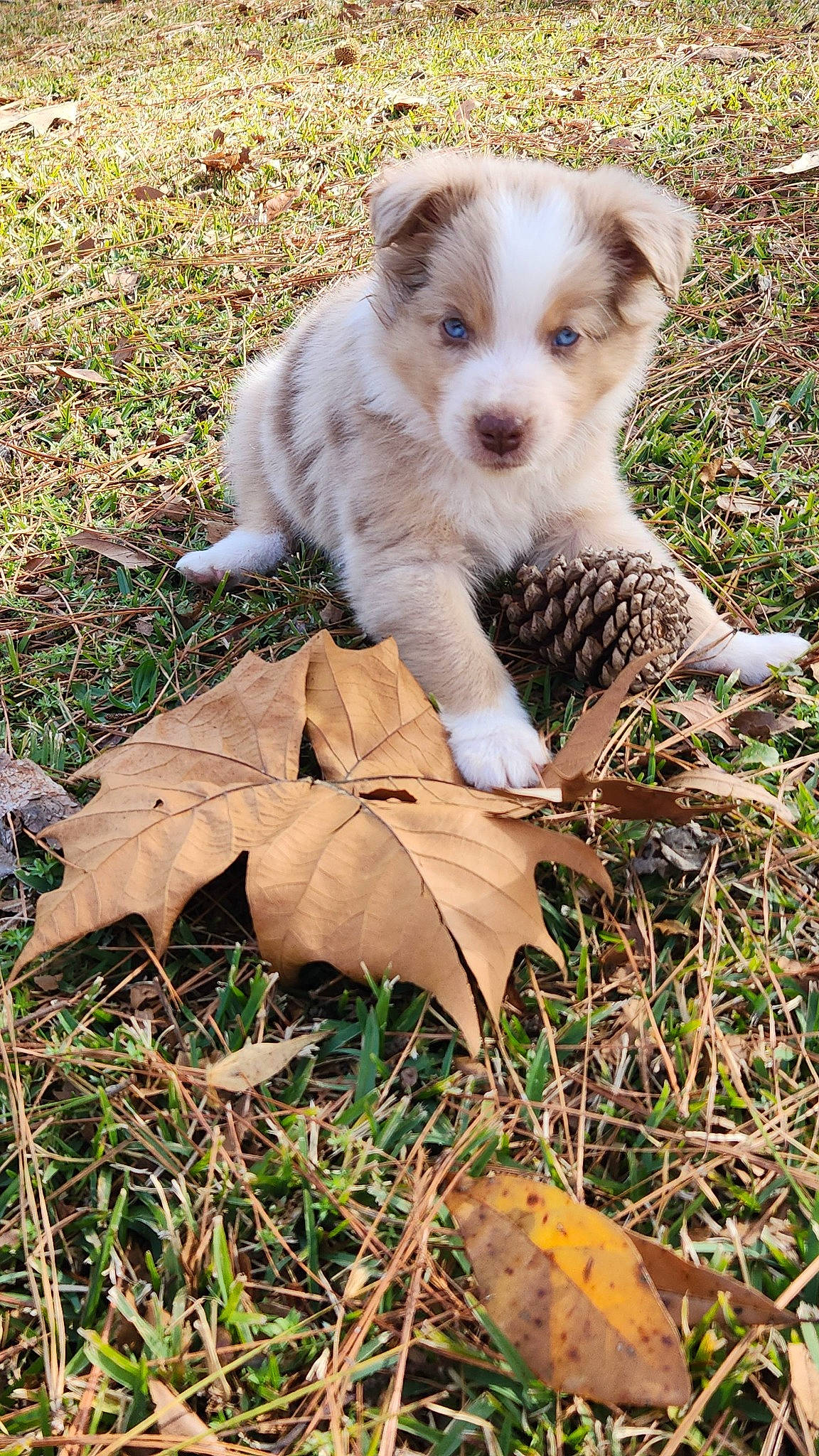 Blue joined the competition — help win amazing prizes! carnivore, companion_dog, dog, dog_breed, fawn, felidae, fur, grass, groundcover, paw, plant, small_terrier, soil, tail, terrestrial_animal, terrier, toy_dog, whiskers