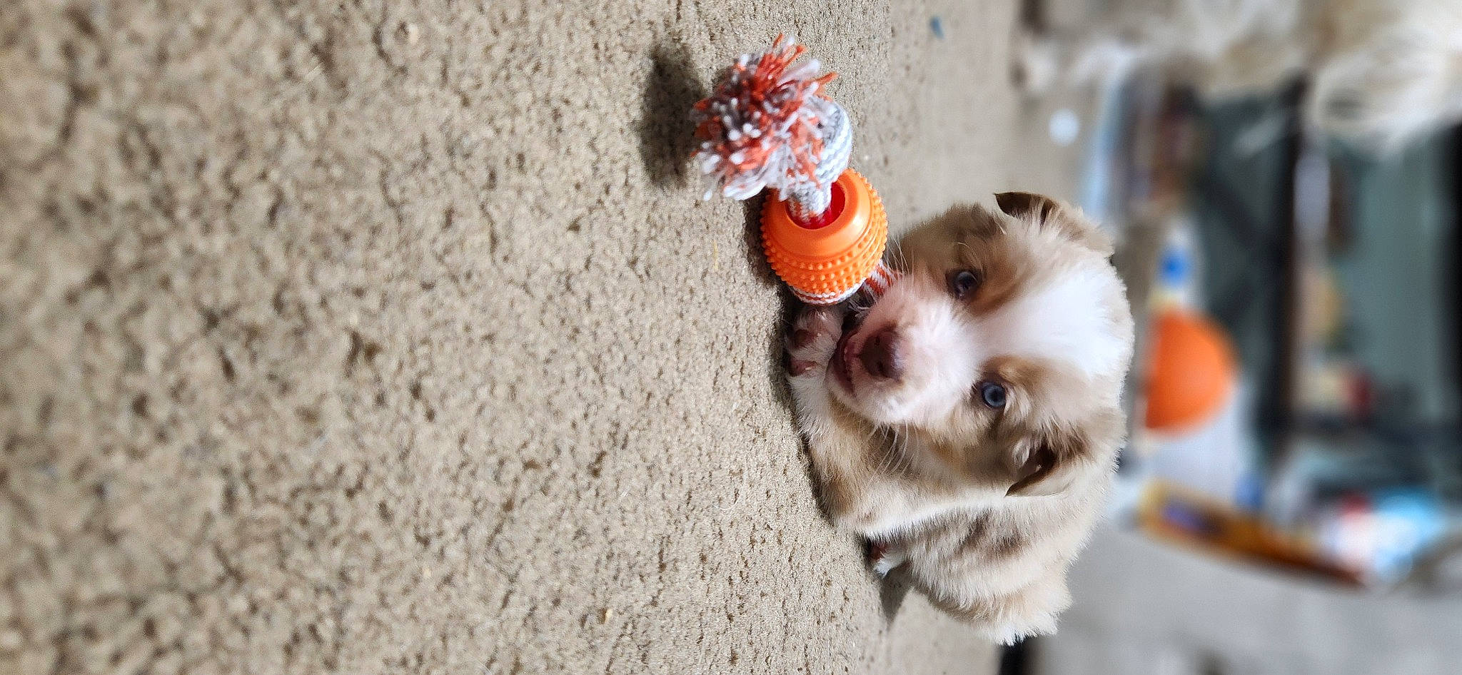 Blue is registered to the contest to win money with this photo: asphalt, carnivore, companion_dog, dog_breed, eye, fashion_accessory, felidae, fur, head, leash, petal, plant, road_surface, small_to_medium_sized_cats, snout, tail, toy, tree, whiskers, winter