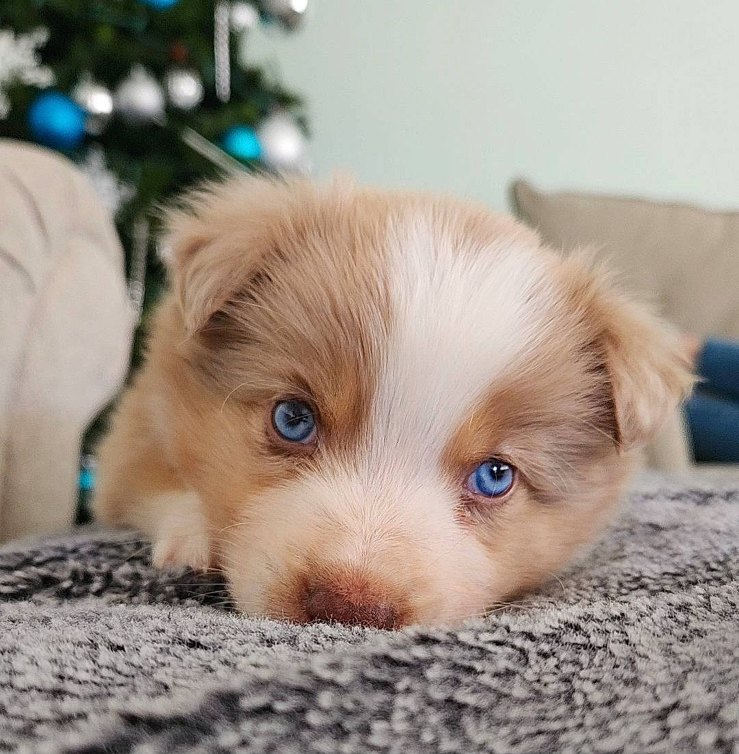 Blue is registered to the contest to win money with this photo: canidae, carnivore, companion_dog, couch, dog, dog_breed, fawn, fur, liver, paw, puppy, snout, terrestrial_animal, whiskers, wood, working_animal