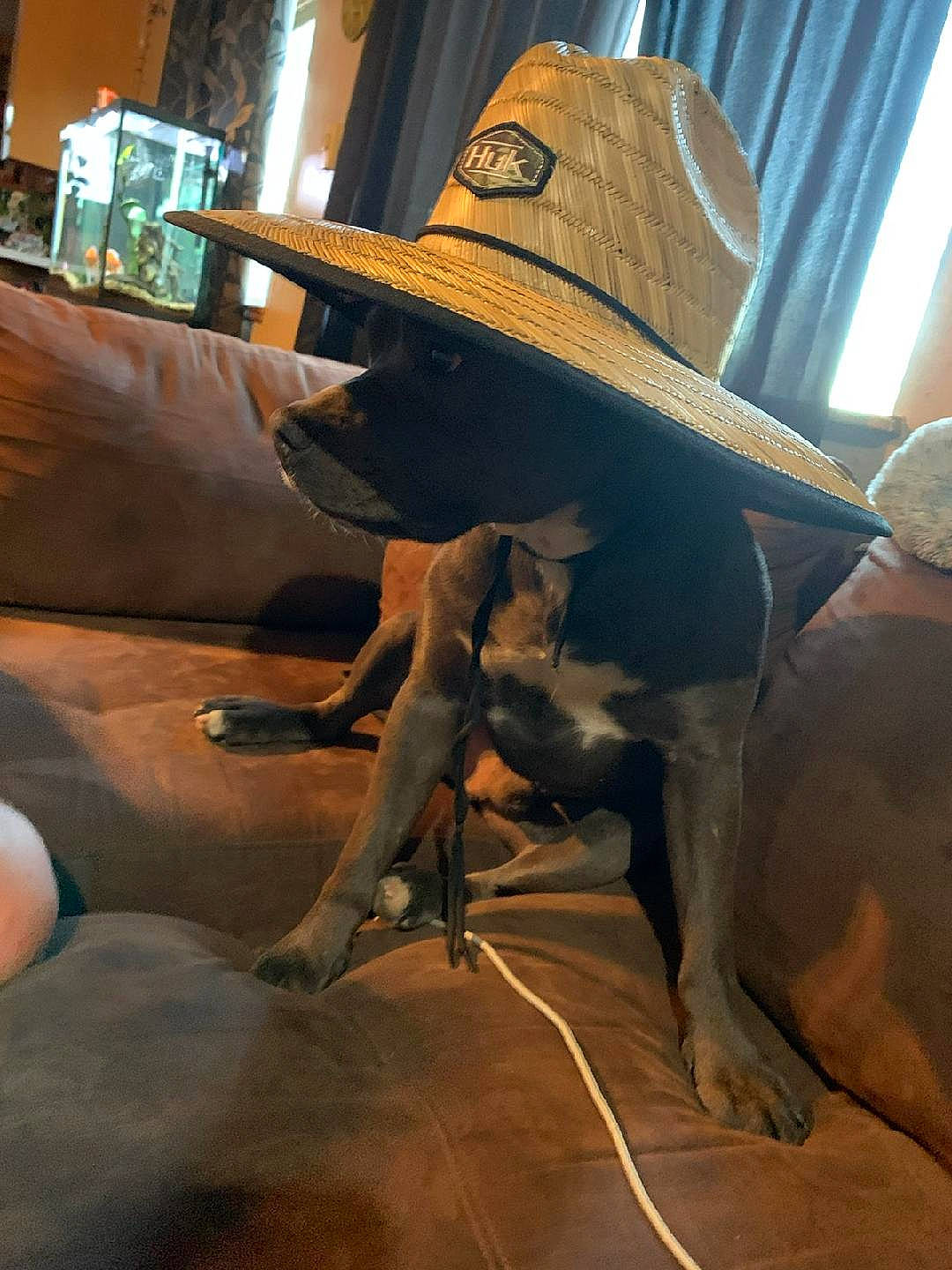 Blue joined the competition — help win amazing prizes! automotive_exterior, automotive_tire, automotive_wheel_system, carnivore, cowboy_hat, curtain, dog, fashion_accessory, fawn, fun, hat, metal, motor_vehicle, room, snout, sombrero, sun_hat, vehicle_door, wood, working_animal