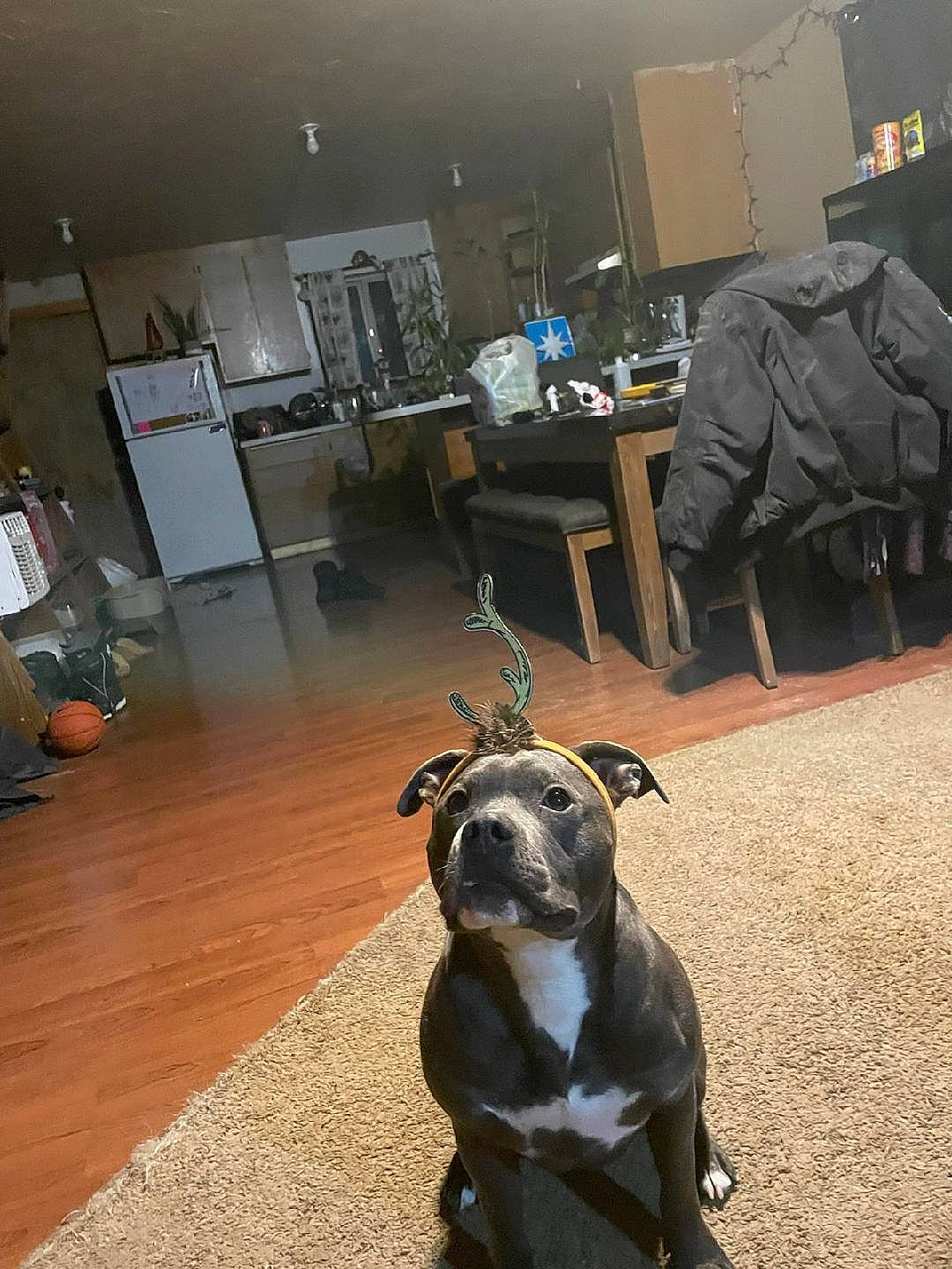 Blue joined the competition — help win amazing prizes! boston_terrier, carnivore, chair, companion_dog, desk, dog, dog_breed, fawn, floor, flooring, grey, hardwood, house, mammal, snout, table, vertebrate, whiskers, wood, working_animal