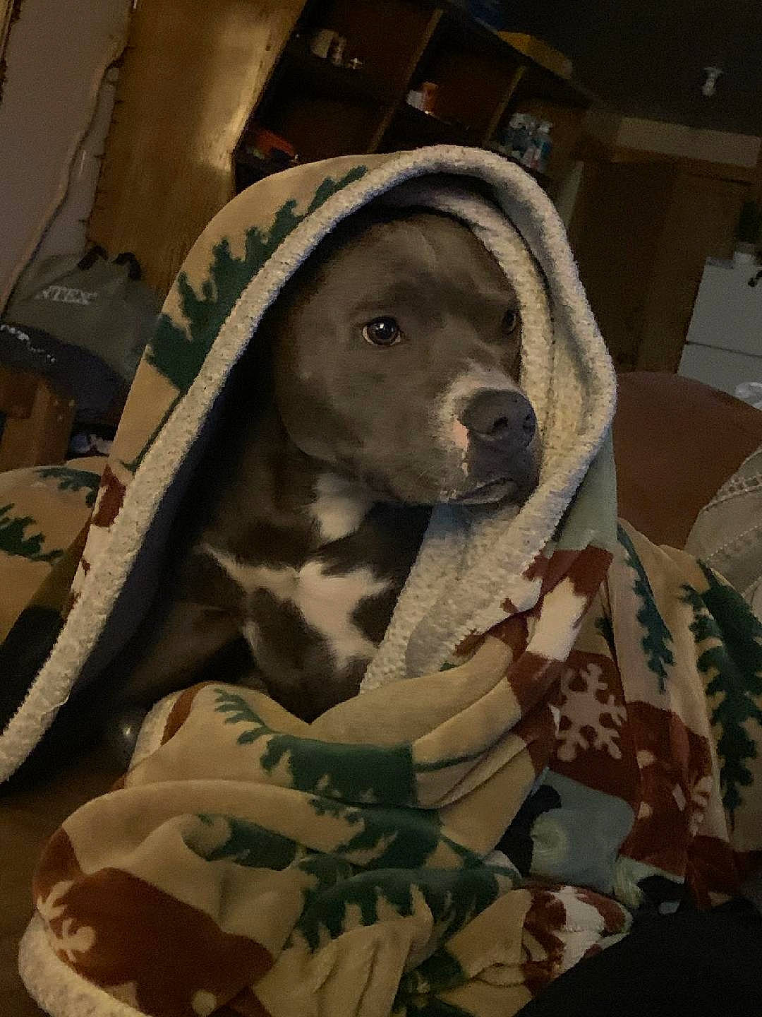 Blue is registered to the contest to win money with this photo: baby_products, camouflage, canidae, carnivore, comfort, companion_dog, dog, dog_breed, fawn, fur, linens, military_camouflage, pattern, personal_protective_equipment, snout, sporting_group, sun_hat, textile, wood, working_animal