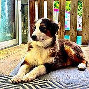 Aya a rejoint le concours — aidez-le/la à gagner de superbes lots ! puppy, dog, tricolor, fluffy, laying_down, indoors, wooden_fence, rug, patterned_rug, natural_light, window, floor, pet, animal, young_dog, side_view, calm, cute, relaxed, domestic_animal