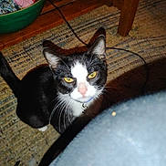 Sylvester Slyone joined the competition — help win amazing prizes! cat, black_and_white, yellow_eyes, whiskers, collar, bell, rug, wooden_table, basket, fabric, indoor, curious, pet, animal, floor, flash, shadow, looking_up, domestic, feline