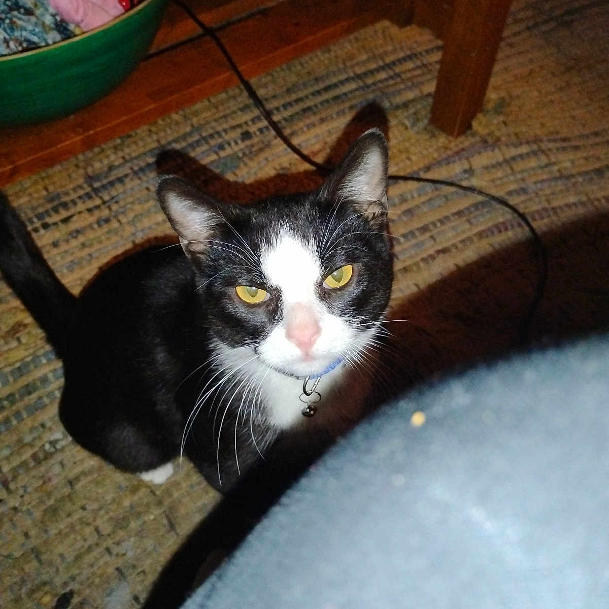 Sylvester Slyone joined the competition — help win amazing prizes! animal, basket, bell, black_and_white, cat, collar, curious, domestic, fabric, feline, flash, floor, indoor, looking_up, pet, rug, shadow, whiskers, wooden_table, yellow_eyes