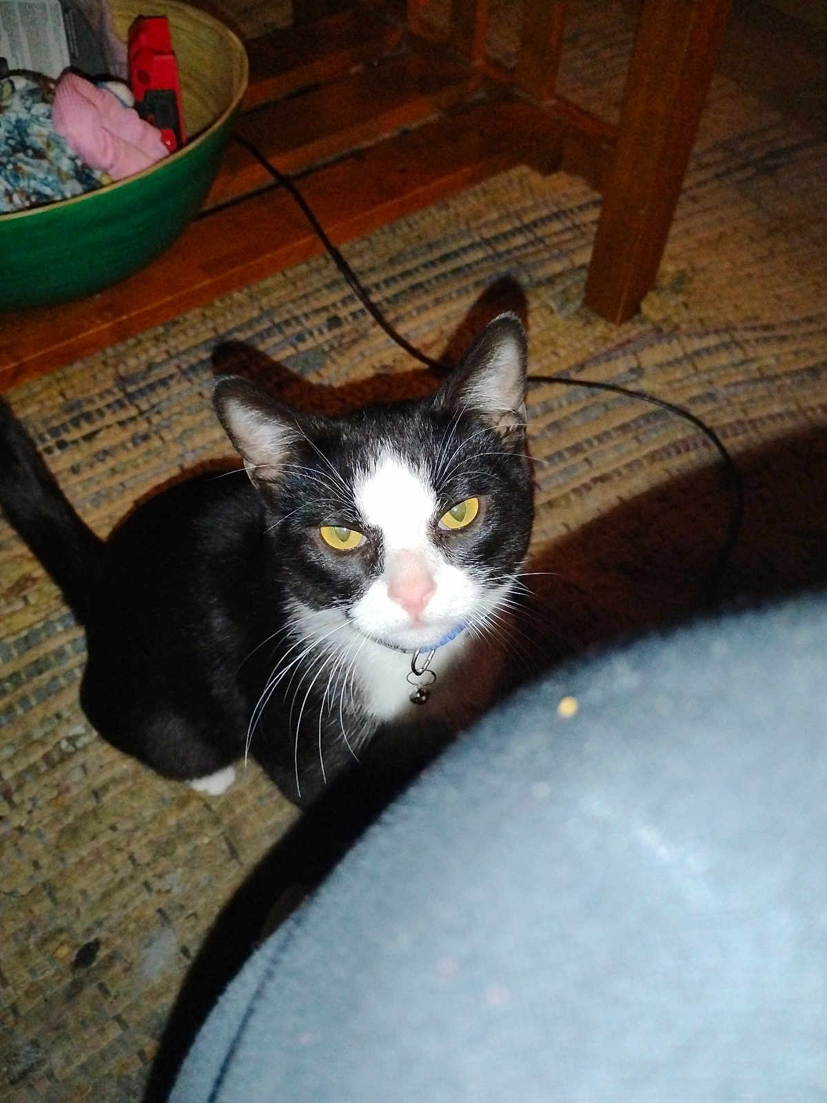 Sylvester Slyone joined the competition — help win amazing prizes! cat, black_and_white, yellow_eyes, whiskers, collar, bell, rug, wooden_table, basket, fabric, indoor, curious, pet, animal, floor, flash, shadow, looking_up, domestic, feline