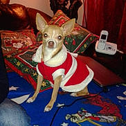 Vanille participe au concours pour gagner de l'argent avec cette photo : carnivoran, chihuahua, christmas, corgi_chihuahua, dog, dog_breed, dog_breed_group, dog_like_mammal, holiday, mammal, rat_terrier, toy_dog, toy_fox_terrier, vertebrate