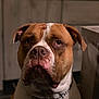 Falko a rejoint le concours — aidez-le/la à gagner de superbes lots ! american_bulldog, american_pit_bull_terrier, american_staffordshire_terrier, australian_bulldog, bulldog, carnivoran, dog, dog_breed, dog_like_mammal, nose, old_english_bulldog, olde_english_bulldogge, pit_bull, renascence_bulldogge, snout, valley_bulldog