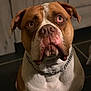 Falko a rejoint le concours — aidez-le/la à gagner de superbes lots ! american_bulldog, american_pit_bull_terrier, australian_bulldog, bulldog, carnivoran, dog, dog_breed, dog_like_mammal, nose, old_english_bulldog, olde_english_bulldogge, pit_bull, renascence_bulldogge, snout, toy_bulldog, valley_bulldog