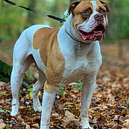 Falko participe au concours pour gagner de l'argent avec cette photo : american_bulldog, american_pit_bull_terrier, american_staffordshire_terrier, australian_bulldog, bulldog, carnivoran, dog, dog_breed, dog_breed_group, dog_like_mammal, non_sporting_group, old_english_bulldog, olde_english_bulldogge, renascence_bulldogge, snout, toy_bulldog, valley_bulldog