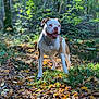 Izzy a rejoint le concours — aidez-le/la à gagner de superbes lots ! american_bulldog, american_pit_bull_terrier, american_staffordshire_terrier, bulldog, carnivoran, dog, dog_breed, dog_breed_group, dog_like_mammal, grass, mammal, olde_english_bulldogge, snout, tree