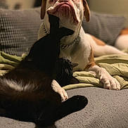 Izzy participe au concours pour gagner de l'argent avec cette photo : carnivoran, darkness, dog, dog_breed, dog_like_mammal, ear, emotion, mammal, nap, non_sporting_group, organ, puppy, skin, snout, vertebrate, whiskers